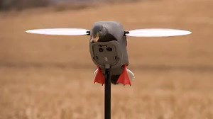 4K views · 36 reactions | The MOJO King Mallard + Solid component housing connects motor and wings directly to support pole + All of these components contained in a specially designed housing, nothing supported by body. + Entire housing easily removed from body + Built-in remote receiver + Drop-in battery + Cam Lock support pole + Quieter flexible body Learn More https://www.mojooutdoors.com/spinning-wing-decoys/mojo-king-mallard | Mojo TV | Facebook