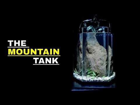 I Set Up A Cherry Shrimp Tank With Incredible Results!