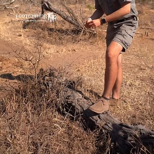 Our 14-Day EcoTracker Course teaches track and sign interpretation, trailing, and natural survival skills guided by master Shangaan trackers. 📅 Enrol now for a once-in-a-lifetime experience. | EcoTraining