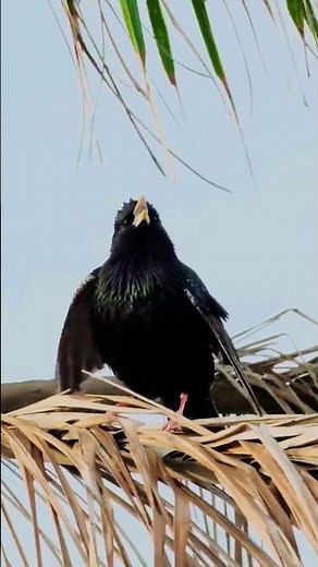You Will be Amazed By The Calls of This Bird!! #Starling #Cat TV