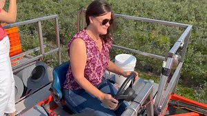 Blueberry harvest! Fun fact: blueberries are harvested BY HAND to look perfect and fresh in the stores. Mechanical harvest, like this, is used for berries in muffins, ice cream, granola bars, and more. What is your favorite product that includes blueberries? | Farm Babe