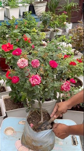🌹 Rose Care in Summer with Epsom Salt | Amazing Blooming Result 🌹#chandangardeningidea #shorts