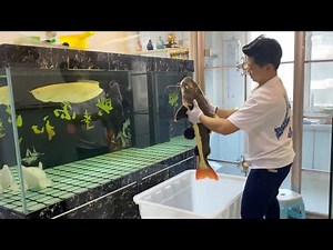 Unbelievable Aquarium Setup: Betta Fish, Goldfish, Tropical and Koi Fish Care Tips #913