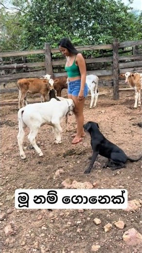 ගොන් වැඩ#funny #villagelife #love #streetfood