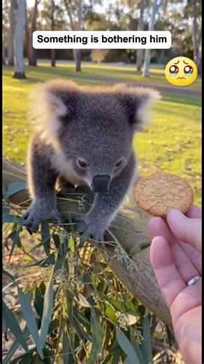 I found a koala crying loudly#animals #koala #animalrescue #lovestory #wildliferescue #foryou
