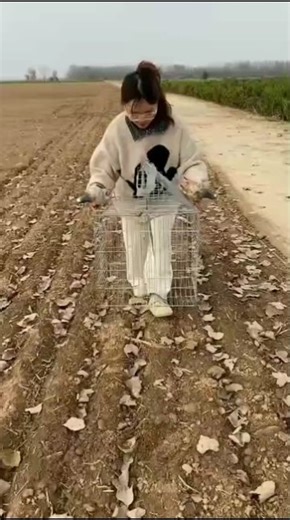 We Tested Different Birds' Catching Techniques #funny #birdmaster #hunting #birds #catchingpigeon