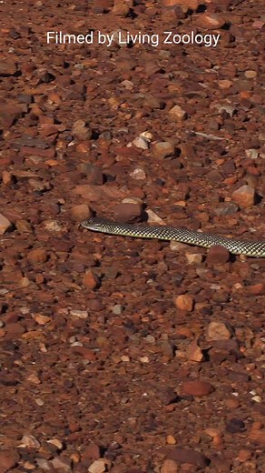Snakes move forward by using their powerful muscles. Usually, 4 types of snake movement are recognized. The most common is the serpentine locomotion, also called lateral undulation. Snakes move their bodies along an S-shaped path, bending them to generate a wave of muscular contractions. Rectilinear locomotion is a mode of travel in which the snake moves in a straight line. It is also called caterpillar movement. Sidewinding is a unique locomotion used by some snakes that live in deserts. Concer