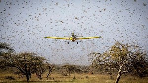 バッタの大量発生で食糧不足の懸念 中国のバッタ問題をスルーする朝日新聞 | ザ・リバティWeb/The Liberty Web