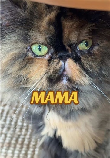 Cute funny viral Tortie Persian kitty cat #foryou #foryoupage #fyp #persiancat #fypシ