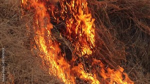 A fire in the rainforest burning trees and branches at summer season. jungle Hot flames and fire burn out of control in a forest wildfire. with lots of smoke and fire consuming the jungle foliage.