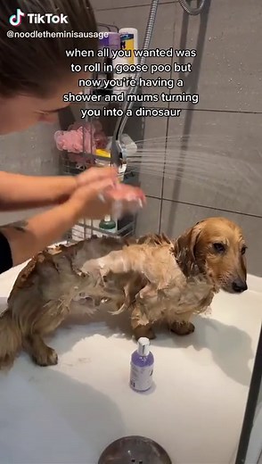 Dachshund Bath Time: From Goose Poo to Clean Pup