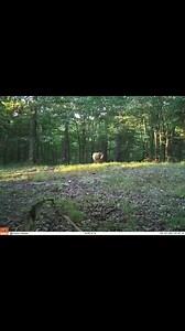 3.6K views · 43 reactions | What the hell is this floating in a field??類類 #cryptozoology #creature #paranormal #unexplained #real | Unsolved Mysteries of Louisiana | Facebook