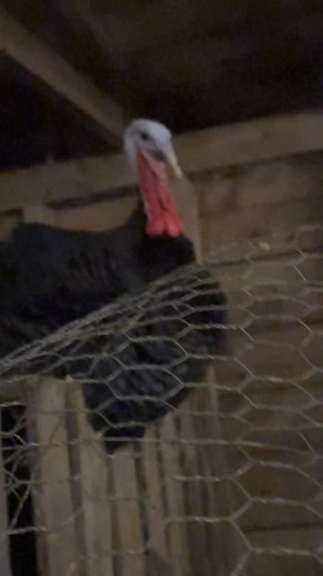 #wildflowerbarnyard #chroniclesofthebarnyard #bedtime | Wildflower Barnyard