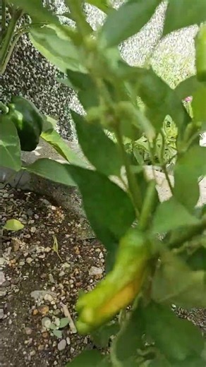 Growing Shishito Peppers