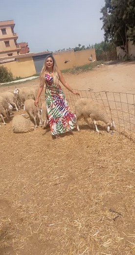 Interact with Sheep in Colorful Outdoor Setting