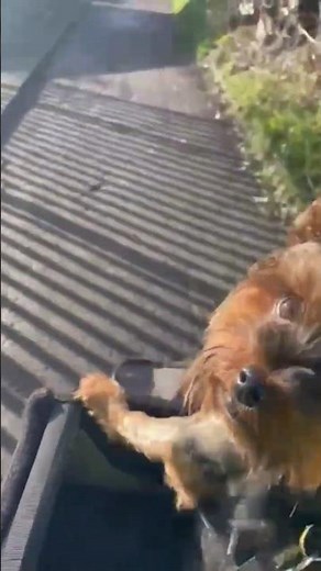 #mini yorkie on bike.