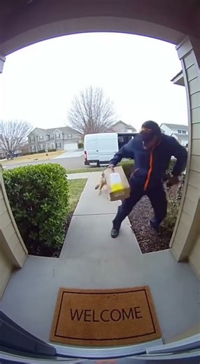 Wild Jackal Terrifies Delivery Driver!