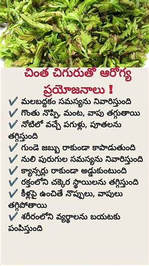 Amazing Health Benefits of Sensitive Plant (Touch-Me-Not) | Natural Medicine You Must Know
