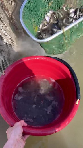 Seining 20,000 bluegill from a hatchery pond at Giant Goose Ranch… | Herman Brothers Fisheries, Realty, and Excavation