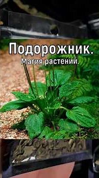 Plantain. Magical properties of plantain. Plant magic. Witch secrets. Rituals.