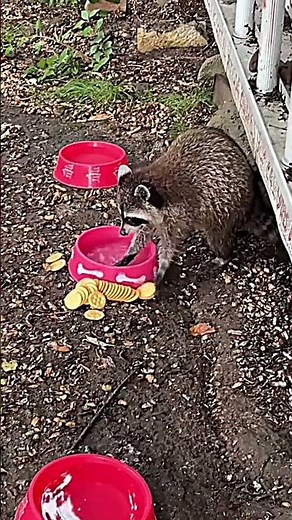 Why Raccoons Are Nature's Smartest Little Bandits 🦝