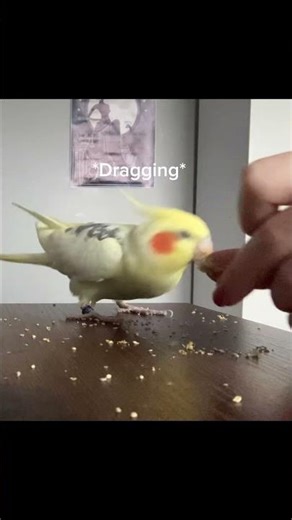 Training Juno #birds #cockatiel #funnybird #training #parrot #cute #funnyparrot #practice #learning