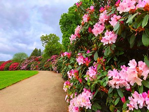 May is the perfect time witness the delight that is our beautiful blooming Rhododendrons, they are so so gorgeous we even have a walk dedicated to them!🌺🌺 Since many of you will not get to see them for yourselves at the moment, we are bringing it all to you in our virtual walk including; stunning skies🌈, buzzing bees 🐝, birds that sing 🐦and plenty of eye-popping blooms! 🌺 | Temple Newsam Estate