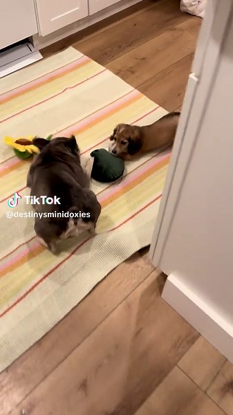Miniature Dachshund and Frenchie are best friends!!! Destiny’s Mini Doxies #cute #miniaturedachshund #frenchbulldog #happy