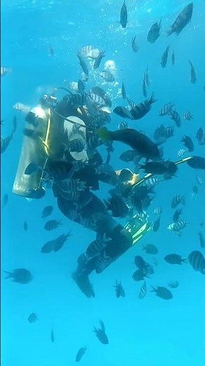 Scuba Diver Completely Surrounded By Fish Underwater