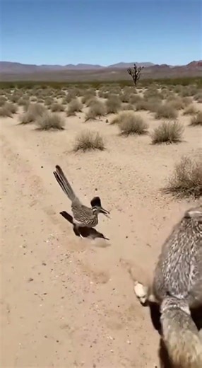 #unlikelyfriends What happened here || Coyote vs road runner
