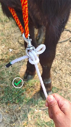 A Great Way to Tether Pets #diy #knots #hacks #tips #shorts #youtubeshorts