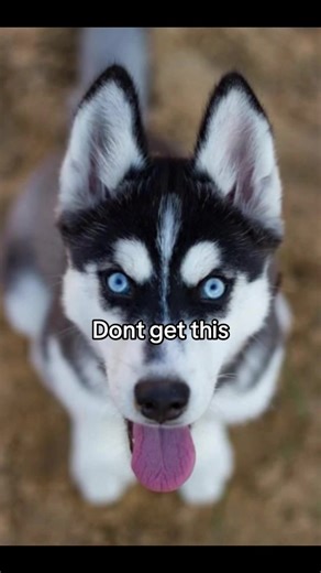 zuse.the.wolf on TikTok