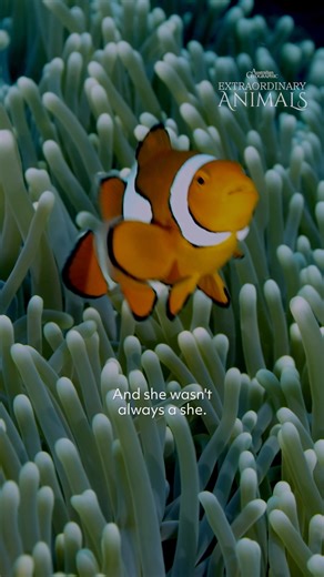 8.6K views · 150 reactions | Did you know that clownfish are born...