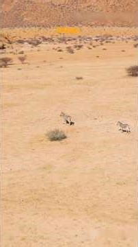 The Mouse With KANGAROO Legs! 🐭🦘🚀 (Jerboa) #shorts #nature #BioMysteries #Jerboa #DesertAnimals