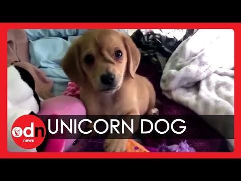 Meet Narwhal the ‘Unicorn’ Puppy