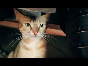 Evil Looking Cat Appears in Backyard |Hilarious Commentary