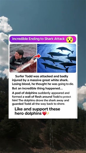 Dolphins Save Surfer From Shark Attack 🦈😳 Unbelievable True Story