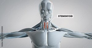 stylohyoideus, detailed display of muscles, human muscular system, 3D animation of human anatomy, 3D render