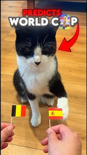 Ranking Best World Cup Billy The Cat Predictions 😺 (part 3) #usa