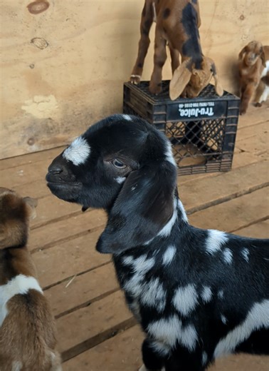 Creep Feeding System for Young Goats: Day 1 Insights