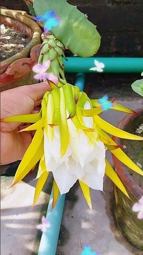 Dragon Fruit Flower to Fruit | Amazing Time-Lapse of Bloom to Harvest #gardening #diy