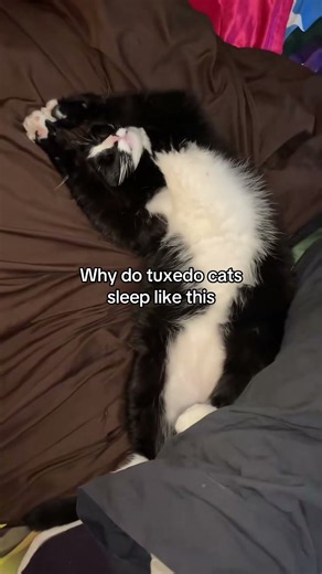 Aw hell na what he doing #tuxedo #tuxedocat #tuxie #tuxiecat #blackcat #blackandwhitecat #tuxed