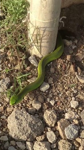 a green snake sliders out of the hole#snake