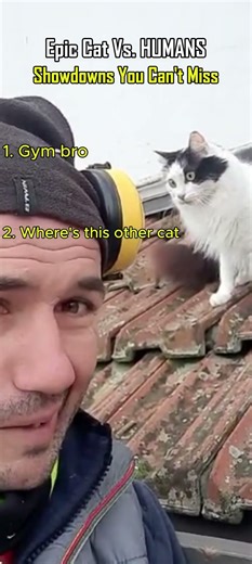 Epic Cat Vs. Human Showdowns You Can't Miss