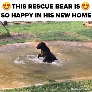 240K views · 10K reactions | I'm crying | BuzzFeed Animals | Facebook