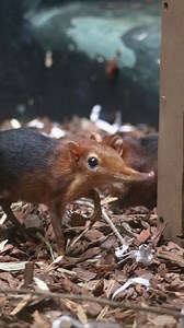 If you're ever wondering what to do, the answer is admire our elephant shrews 😆 | Philadelphia Zoo