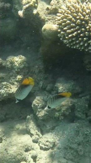 Threadfin Butterflyfish Elegant Pair in Motion 🐟✨🌊