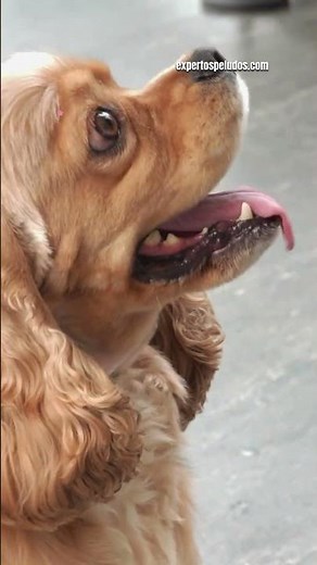 5 perfect breeds if it's your first dog 🐶 #dogs #furryexperts #animalwelfare #dogs