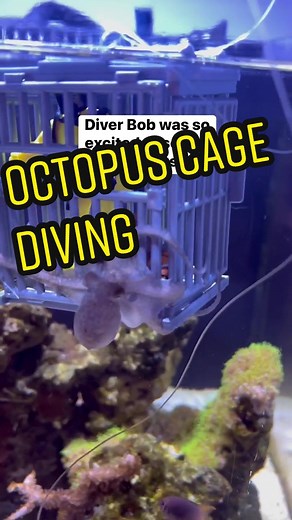 Ahmad The Octopus Whisperer on TikTok