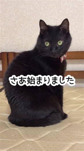 きんむぎ on Instagram: "HHOLOVE様の O Sitter猫用スマート見守りロボットを紹介！ 給餌＋見守り遊びを１台でまかなえる凄腕ロボット！ 12月19日〜12月28日まで クリスマスセールを開催 最大35%OFFで購入できます！ 7sGoodアプリ「セレクト」から【qhp462】を検索して更に10%OFF！ 是非チェックしてみてね！ #pr #HHOLOVE #7sgood #OSitter #見守りロボット"